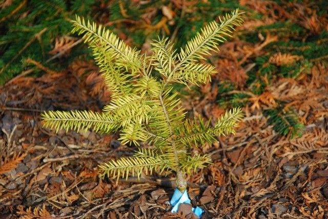 Abies balsamea Eugene Gold