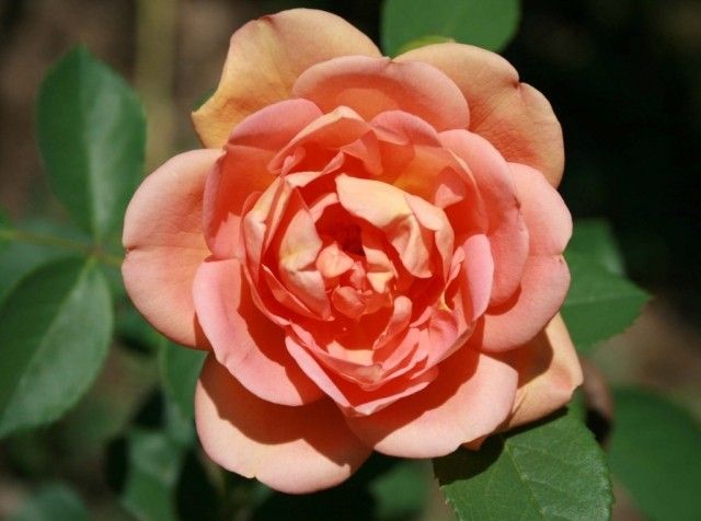Lady of Shalott2