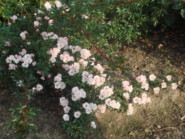 DSC04031