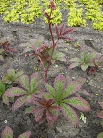 Rodgersia henrici Cherry Blush