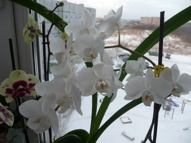 P1050506