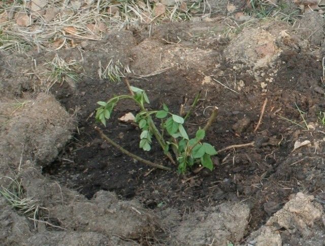 роза