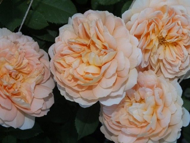 DSCF1728