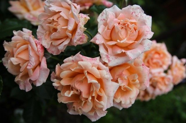 Ruffle s Dream  12