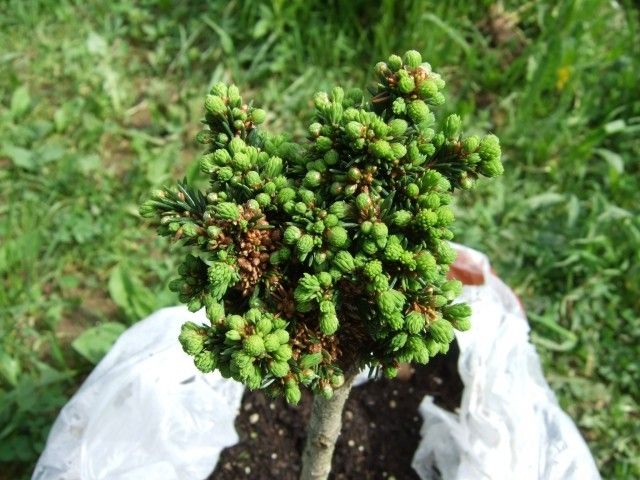 Picea abies  Wichtel