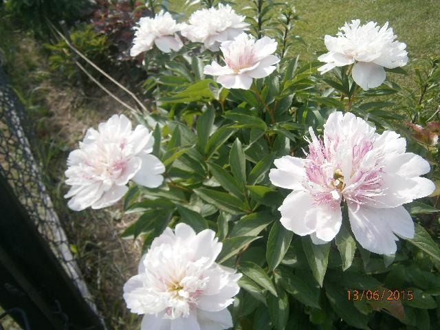 P6130183