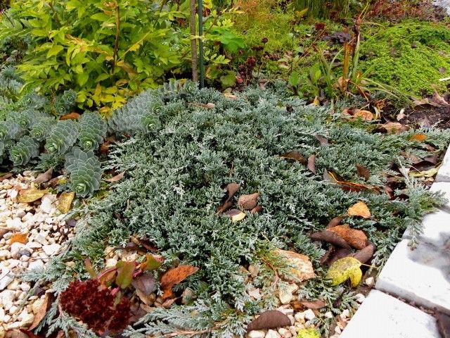 Juniperus horizontalis ‘Icee Blue’