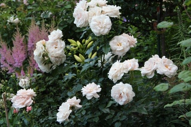 Lions Rose  9