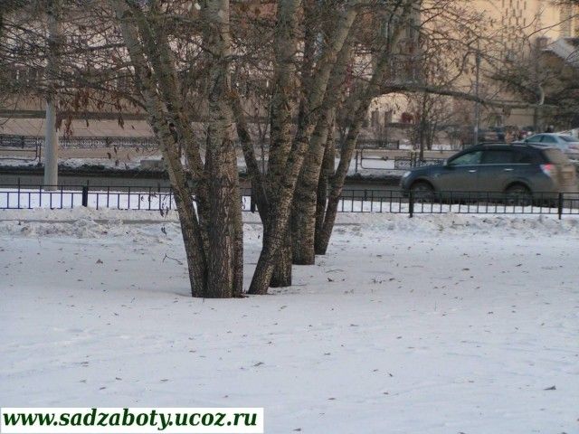 букет берез