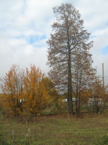 Липа