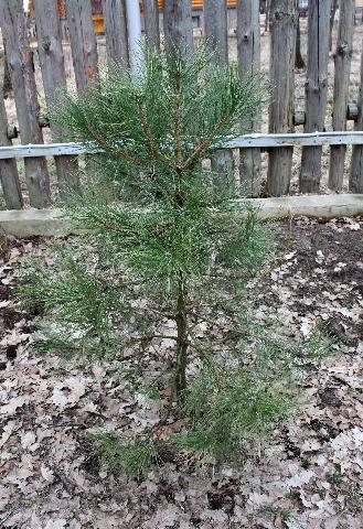 pinus 2