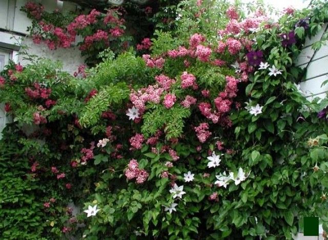 Clematis Snow Queen с шикарной розой
