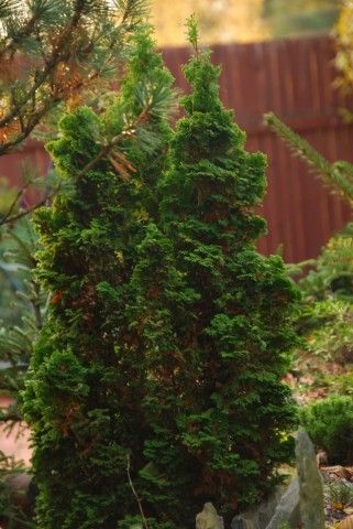 Thuja occidentalis Spiralis Minima
