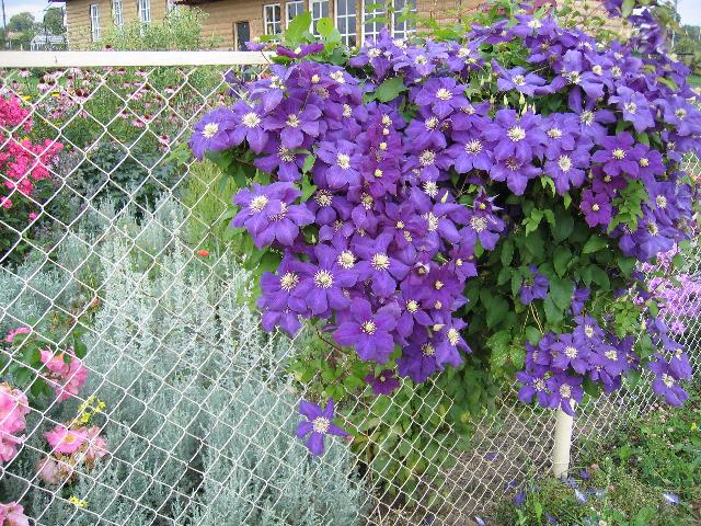 Синее Пламя