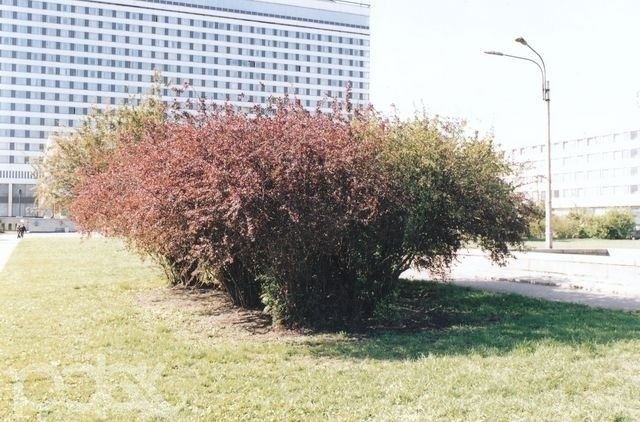 барбарисы