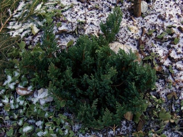 Juniperus horizontalis ‘Blue Pearl’