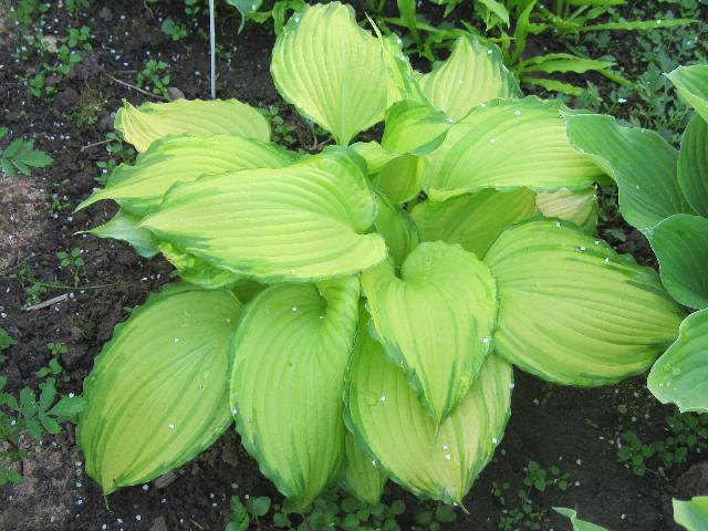 Princess Amalia 1229