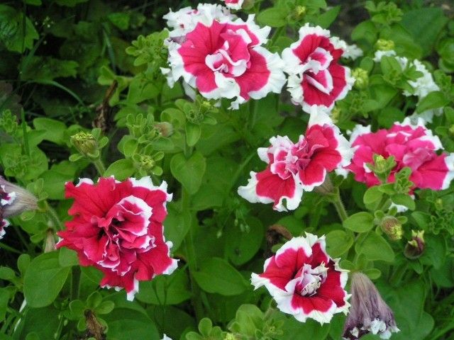 Петуньки у веранды 2