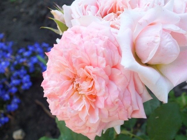 Fleurs En Seine  4