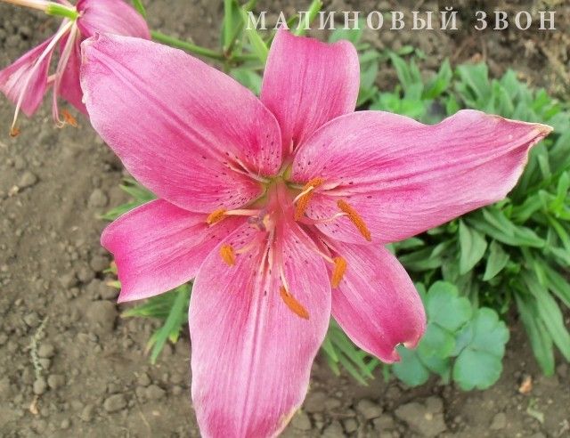 Изображение 010