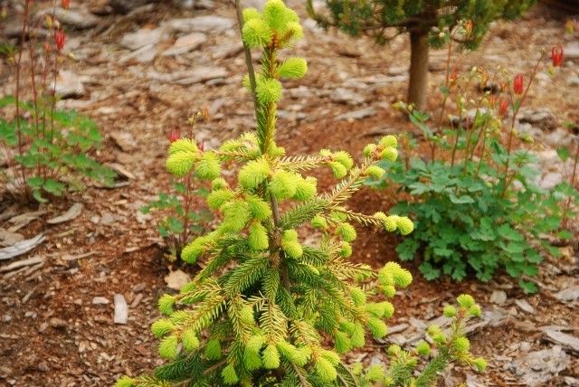 Picea abies Gold Drift  2