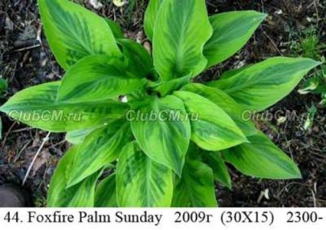Hosta Foxfire Palm Sunday