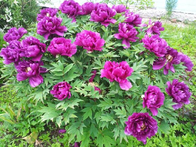 IMG 20130717 WA0000