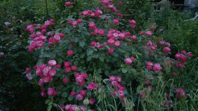 2012 06 23 366