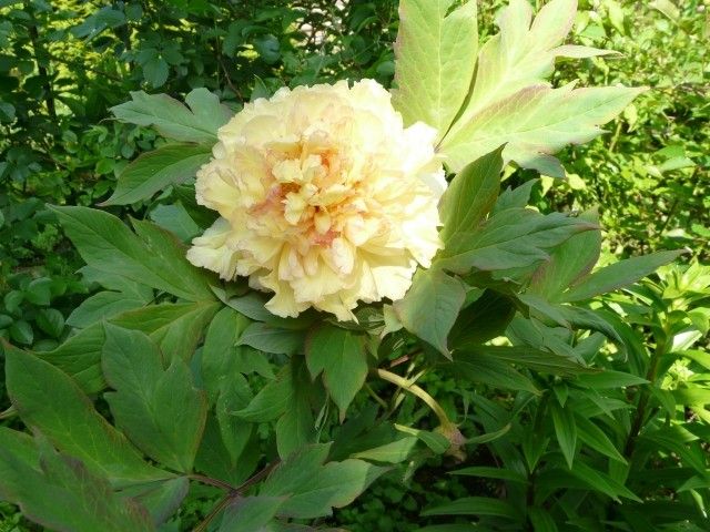 Пион lutea Chromatella