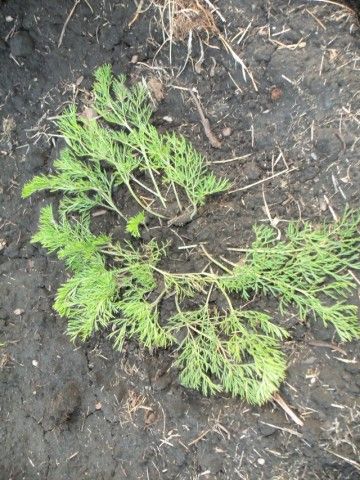 Изображение 048