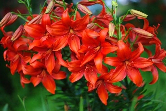 0 68ff7 27c464ac  1 L