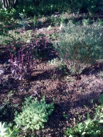 Ива Курниковская