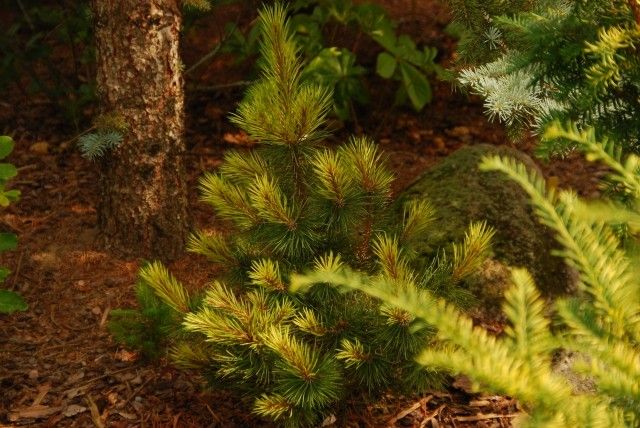 Pinus mugo Fruchling Gold