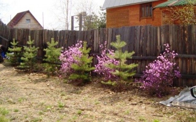 Где посадить сирень на дачном участке фото