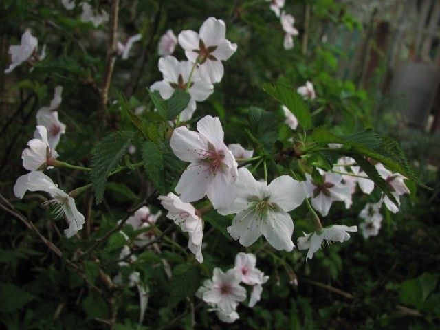 Цветки вишни ниппонской Брильянт крупным планом