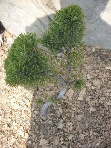 IMGP0921