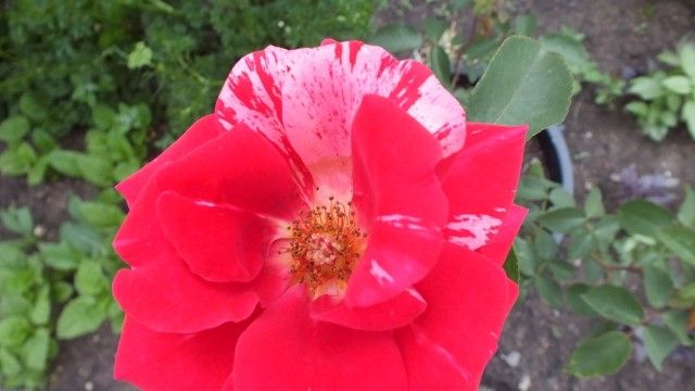 DSCF0262