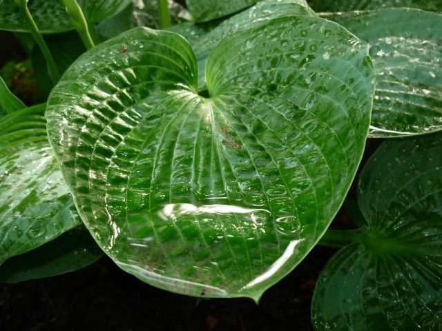 P1040594