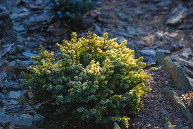 Picea omorika Peve Tjin