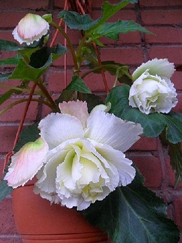 Клубневая бегония Opium White