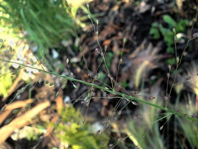 DSC00330