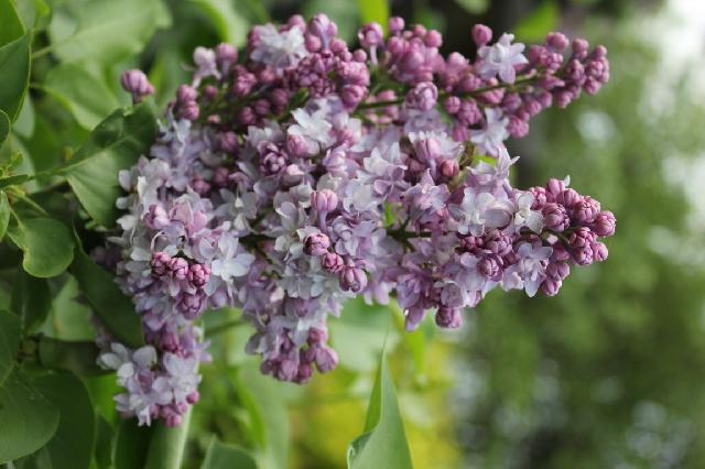 мКопия IMG 3773  Копировать