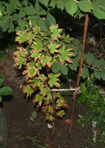 P7274863
