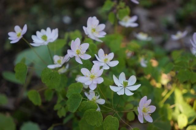 Anemonella thalictroides Baby JP