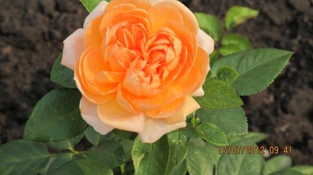 Изображение 099