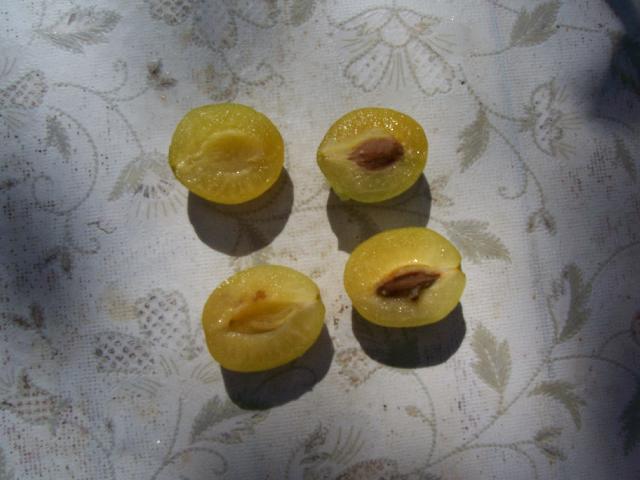 Слива 5