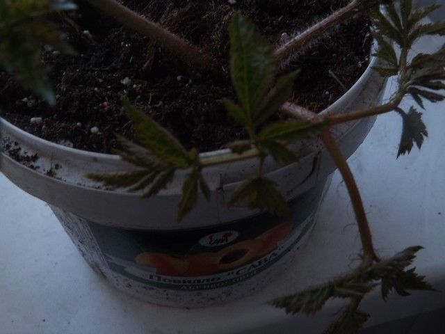 фото из фотика 225