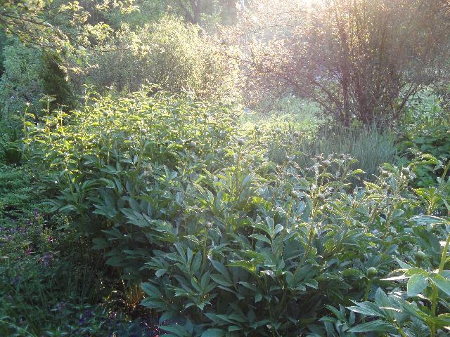 DSC07390