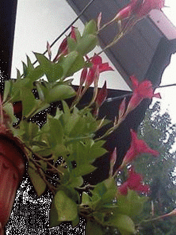 неизв цветок