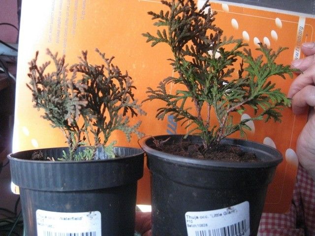 Изображение 018